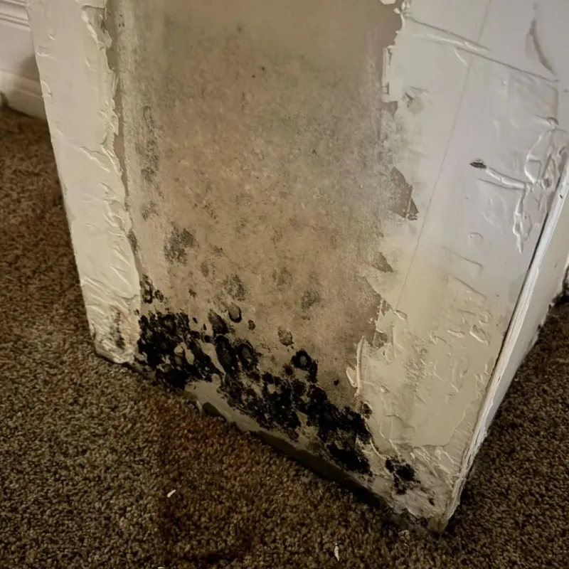 Professional Mold Removal in Byram, MS